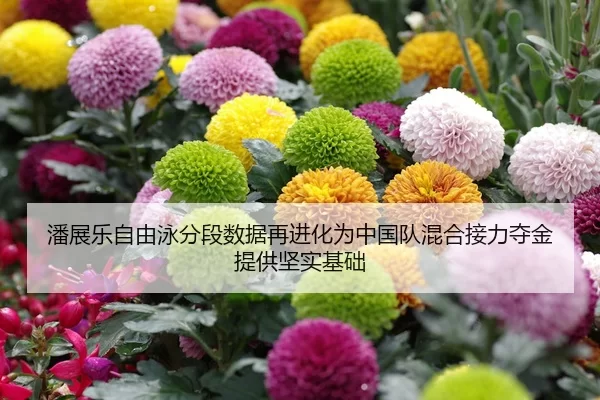 潘展乐自由泳分段数据再进化为中国队混合接力夺金提供坚实基础
